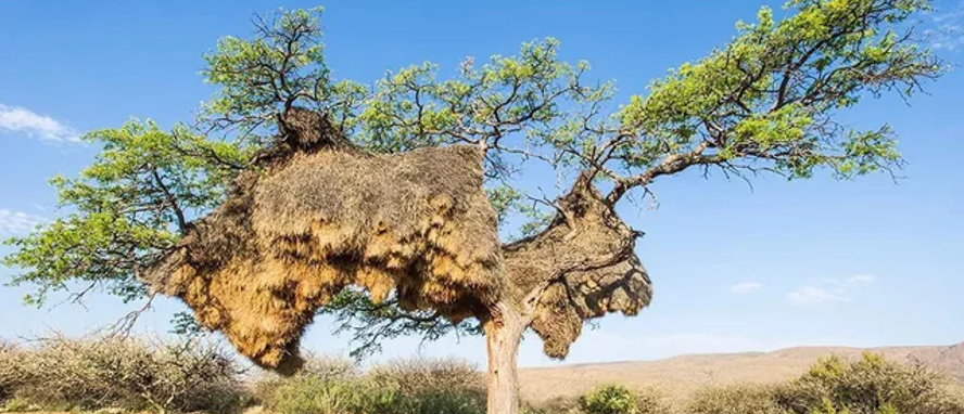 Illustration of a Sociable Weaver bird and its large communal nest